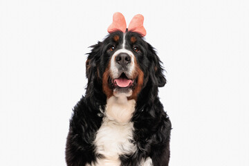 sweet berna shepherd puppy wearing bow headband and sticking out tongue