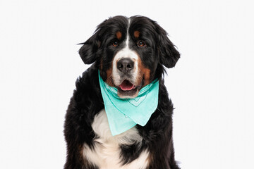 cute berna shepherd dog with blue bandana sticking out tongue