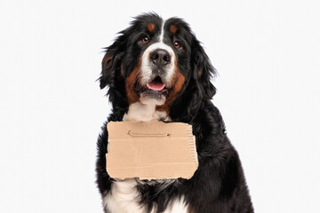 adorable berna shepherd dog with stray carton on neck looking up