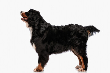 side view of beautiful bernese mountain dog panting and looking up