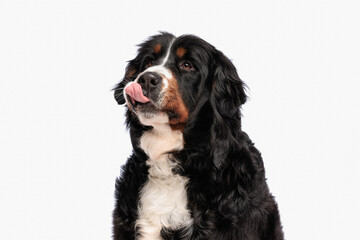 eager berna shepherd dog looking up, licking nose and waiting food