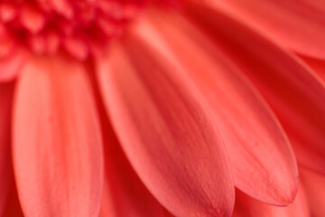 abstract texture background with red gerbera daisy flower petals