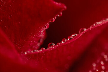 red rose with waterdroplets, concept of freshness and morning dew