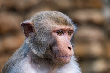 Portrait of a sad and lonely monkey