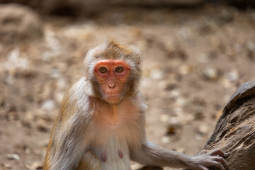 Naklejka premium Wild monkey sitting on a tree trunk