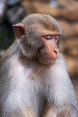 Portrait of a sad and lonely monkey