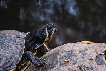 Turtle Suwannee cooter (Pseudemys concinna suwanniensis) perched near the water