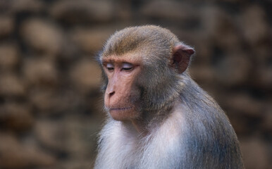 Portrait of a sad and lonely monkey