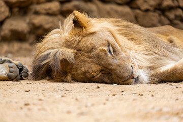 Lion resting, lying down, and sleeping in the wild