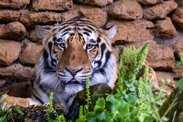 Close-up of wild Siberian tiger looking at the camera