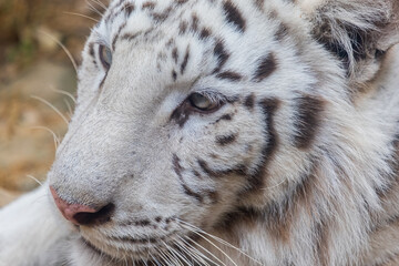 Fototapeta premium Close-up of a white Bengal tiger