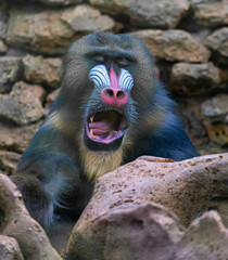 Monkey mandril open mouth, monkey mandril, Mandrillus sphinx, face of mandril. Sleepy monkey yawning