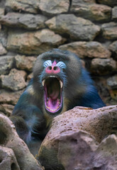 Monkey mandril open mouth, monkey mandril, Mandrillus sphinx, face of mandril. Sleepy monkey yawning