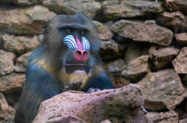 Mandrillus sphinx in a zoo. Mandrill posing for the photo