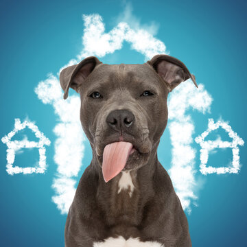 cute amstaff puppy sticking out tongue and panting while waiting