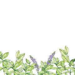 a set of watercolor elements in the sketch style. bright mint with leaves and flowers. Tea set. for postcards and design.