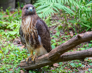 red tailed hawk