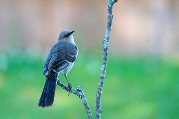 bird on a branch