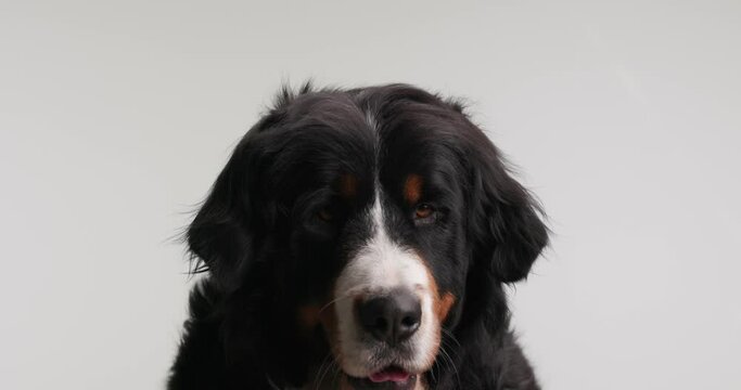 beautiful Bernese mountain dog sticking out tongue and panting while looking away and sitting on grey background