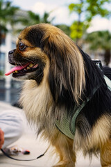 This adorable Pekingese captures the essence of the breed with its fluffy coat, short snout, and regal demeanor. A popular toy dog and lap companion, the Pekingese is known for its loyalty and affecti