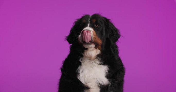 adorable Berna shepherd dog licking nose, looking up and being curious and hungry while sitting on purple background