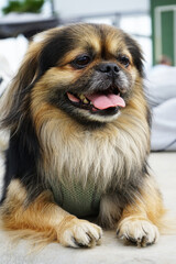 This adorable Pekingese captures the essence of the breed with its fluffy coat, short snout, and regal demeanor. A popular toy dog and lap companion, the Pekingese is known for its loyalty and affecti