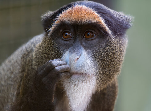 Close up of a de brazza monkey