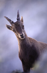 alpine ibex (capra ibex) stambecco