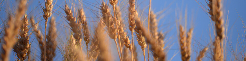 background field of ripe yellow golden spikelet of wheat with a mustache, spikelets gradient texture, agricultural field of Ukraine, gold, close-up symmetrical photo, flour © Анна Климчук