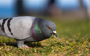 Pigeon in the city on a green background eating