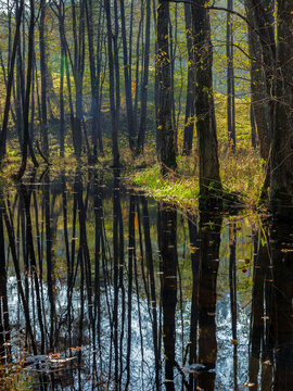 Water in Czarna Hancza river. Dark river landscape. Turtul, Poland, Europe.