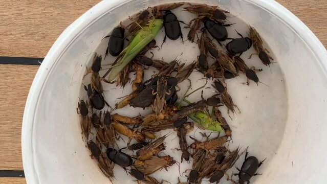 Insekten in Eimer