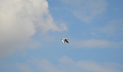 a sea gull with white feathers soars in the blue sky over the sea, in search of food. beauty in nature. animals and birds in the wild. sea birds