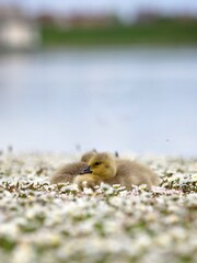 Young Goslings on Spring Daisies 