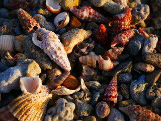 Close-up of coloured shells