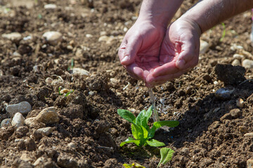 Image of a man's hands pouring water on a small seedling. Reference to nourishment and growth.
