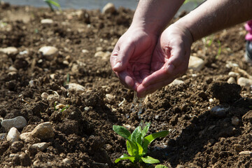 Image of a man's hands pouring water on a small seedling. Reference to nourishment and growth.
