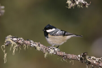 blackberry alone against winter, cincia mora (Periparus ater)