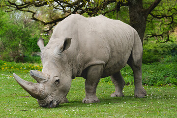 Nashorn, Afrika, Zoo, Breitmaulnashorn