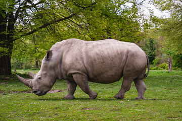 Fototapeta premium Nashorn, Afrika, Zoo, Breitmaulnashorn
