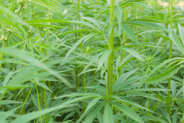 Hemp leaves, green shoots, close-up. Leaf cannabis.