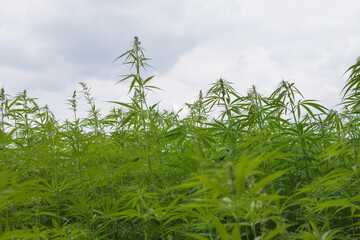 Natural medicine: front view of hemp field.