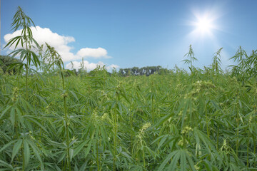 Medical cannabis on field, natural medicine idea.