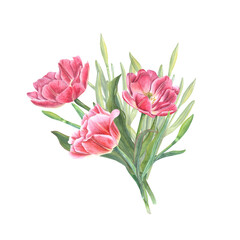 Watercolor bouquet of pink tulips and daffodils isolated on transparent. Illustration for the design of postcards, greetings, patterns, for Save the Date, Valentines day, birthday, wedding cards