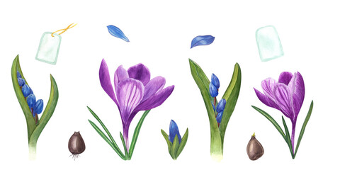 Watercolor set of crocuses, scillas, bulbs and tags isolated on transparent background. Botanical illustration for cards, book design, greetings, stickers, patterns, banners, templates, flower shops