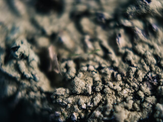 Close up of lichen