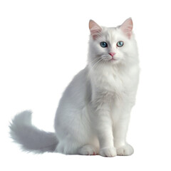 little white cat sitting on the ground , background removed png, transparent background for digital art/work - obrazy, fototapety, plakaty