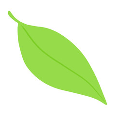 Fototapeta premium green leaf isolated