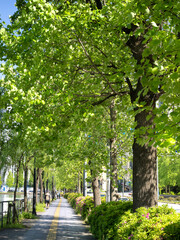 新緑の皇居外周コース　日比谷濠付近　東京都