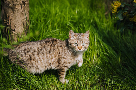 A small gray cat hunts, standing in nature in green grass. Photo of an animal, close-up portrait.